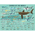 Oopsy Daisy Sharks of the World Canvas Wall Art by Daviz, 24x18 Inches