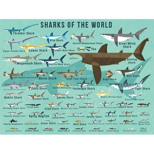 Oopsy Daisy Sharks of the World Canvas Wall Art by Daviz, 24x18 Inches