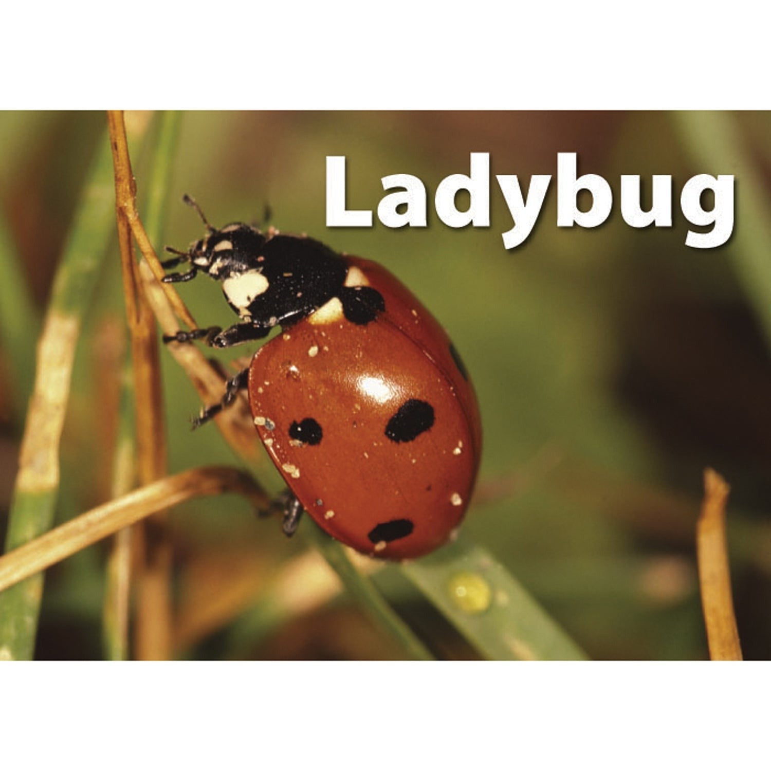 Stages Learning Materials - Memory Matching Game - Insects & Bugs - 3 Pack