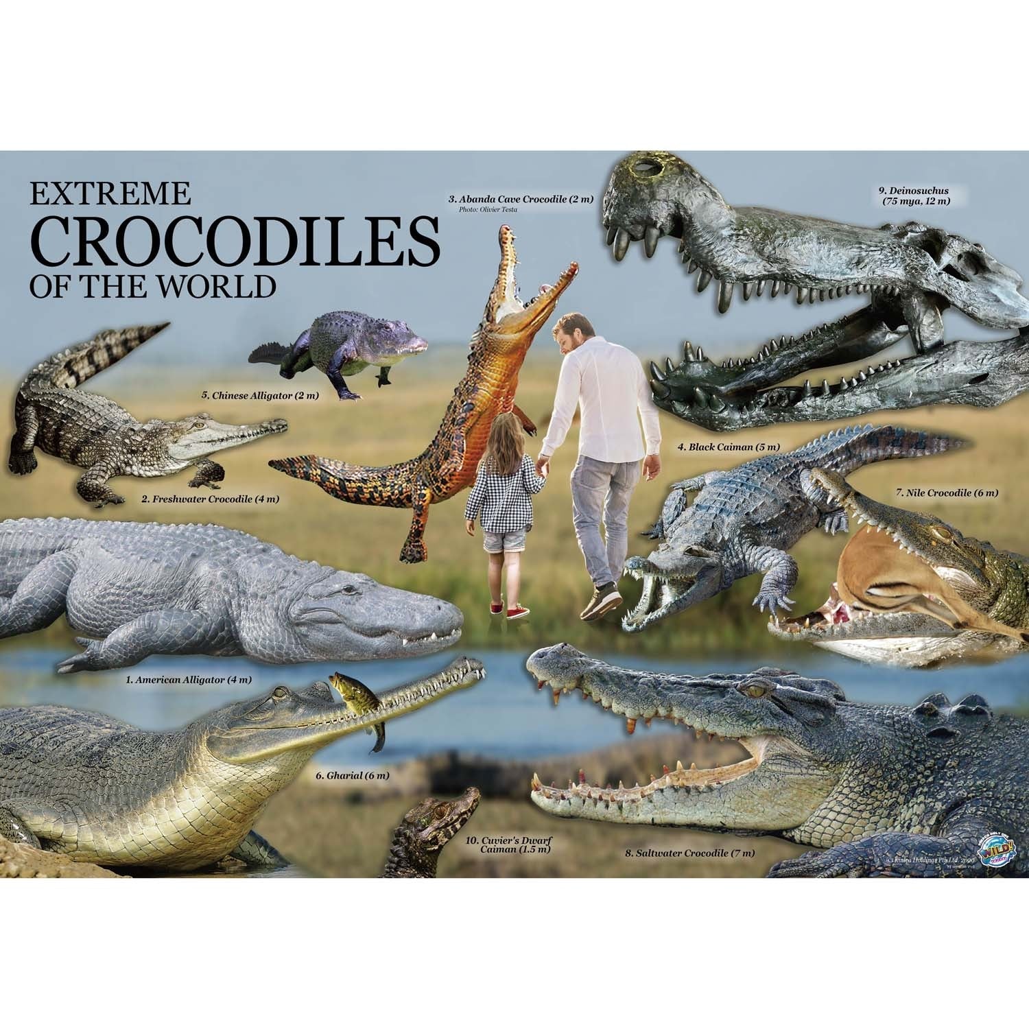 Wild Environmental Science Extreme Crocodiles Kit - Craft & Learn About Crocodiles