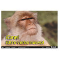 Poster Pals Spanish 4-Piece Educational Poster Set