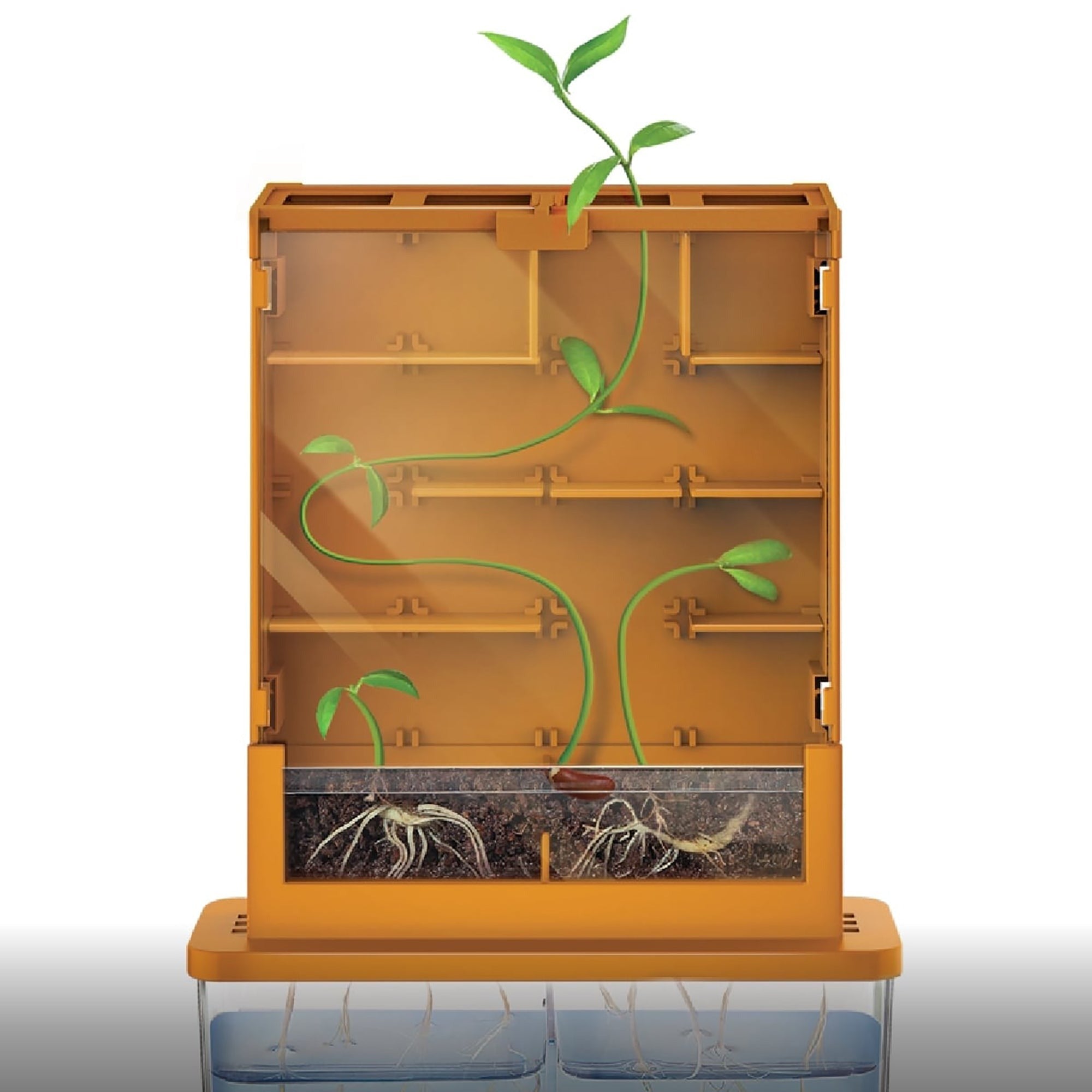 Green Science Grow-A-Maze Plant Biology Experiment Kit