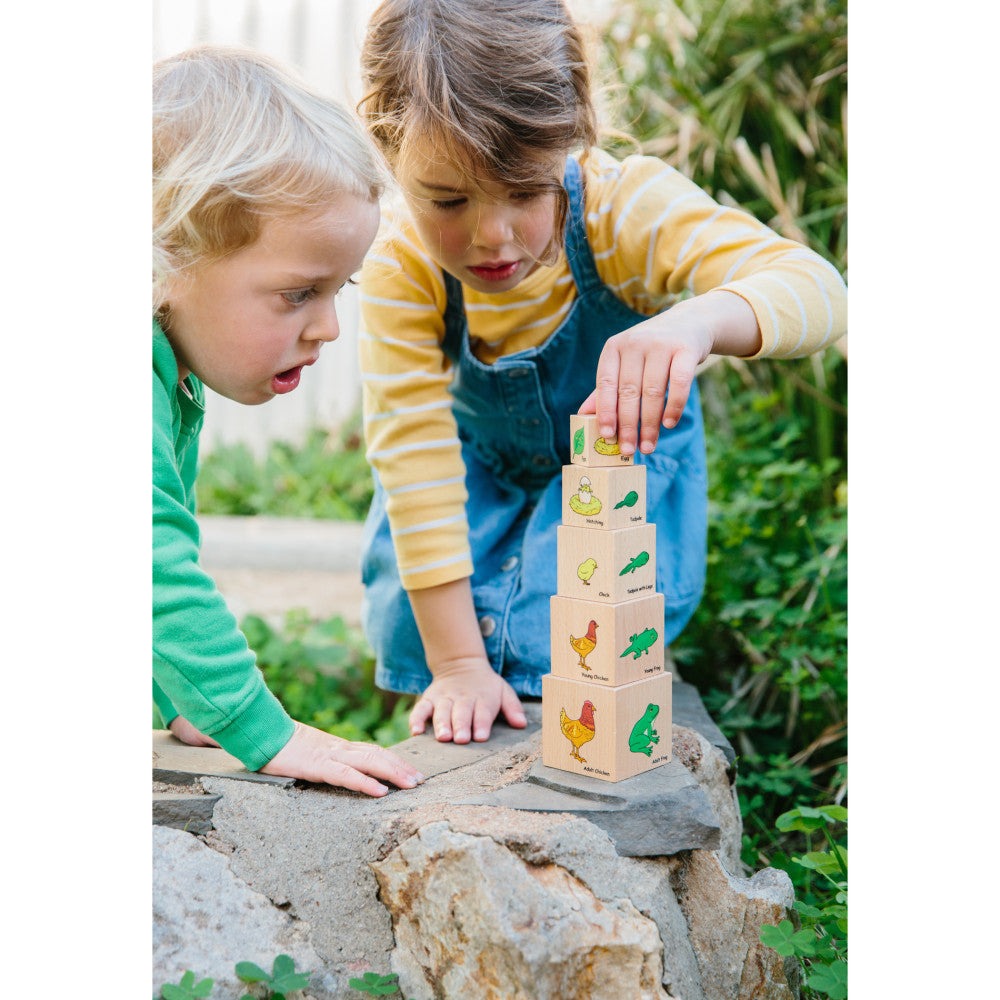 The Freckled Frog Lifecycle Wooden Blocks - Moth, Butterfly, Chicken, Frog Stages
